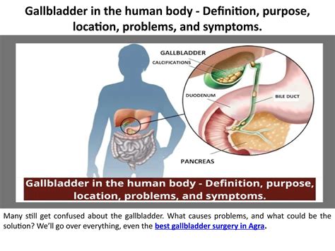 Image result for Normal Gallbladder Function