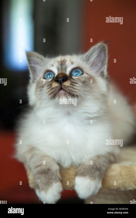 Image result for Scoreboard Application Using React JS