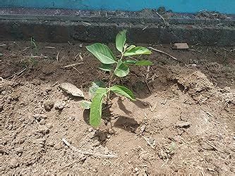 SIAM GARDEN Guava Live Tree From Thailand Red Inside Small Sapling ...