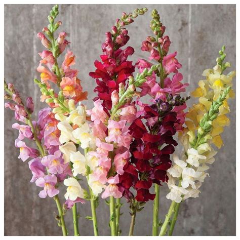 GREEN WORLD ANTIRRHINUM Tom Thumb Dwarf Mix (50 Seeds) : Amazon.in ...