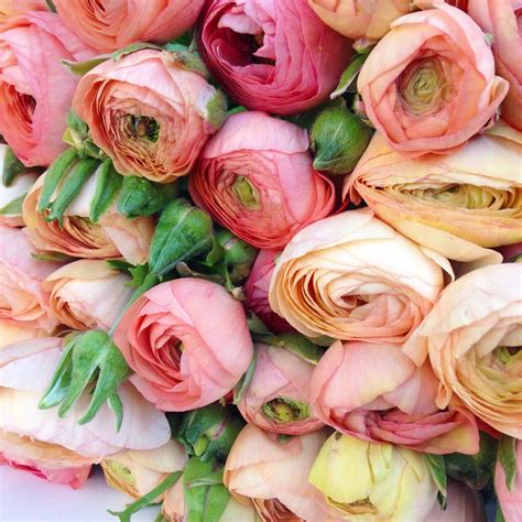 Spring Flower 的图像结果