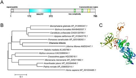 Giant Triton Snail Charonia tritonis Macrophage-Expressed Gene 1 ...