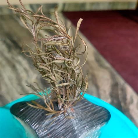 Kapigro Organic Compost Booster for Easy & Smell Free Aerobic ...