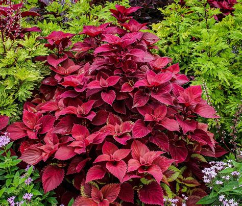 How to Care for the Coleus Plant - Dengarden