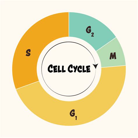 Image result for Cell Cycle Animation