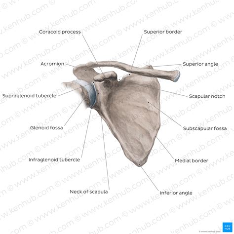 Scapula: Anatomy and clinical notes | Kenhub