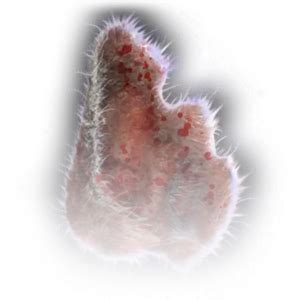 Hyena Ear - bg3.wiki