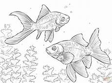 malvorlagen kostenlos ausdrucken handy ausmalbild komet goldfisch ausmalbilder kostenlos zum malvorlagen kostenlos ausdrucken handy ausmalbild komet goldfisch ausmalbilder kostenlos zum