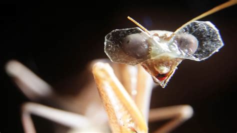 This insect wears world's tiniest 3D glasses! - India Today