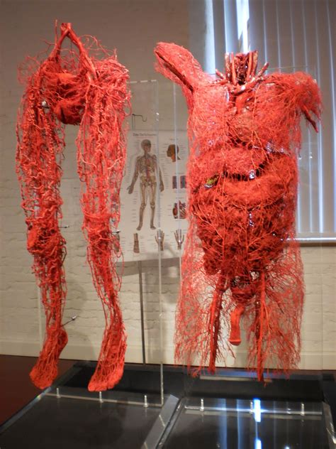 Guben (Alemanha) / Platinarium - Gunther von Hagens | Human body anatomy, Human circulatory ...