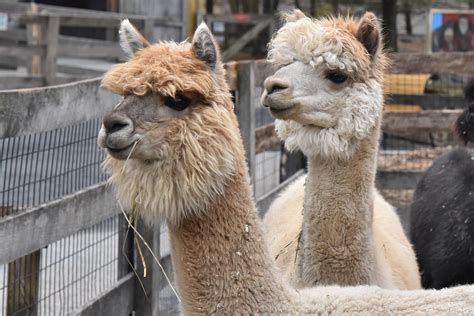 Alpaca | The Maryland Zoo