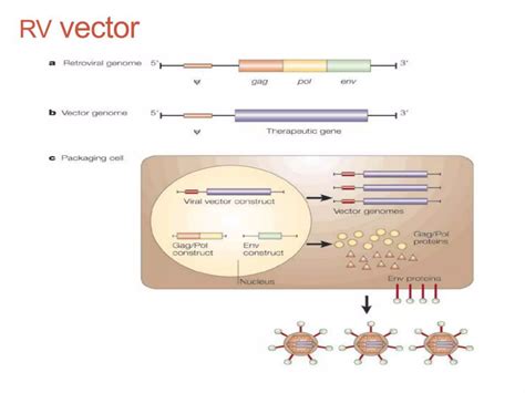 Gene Vector 的图像结果