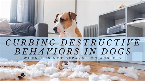 Curbing Destructive Behaviors in Dogs: When It's Not Separation Anxiety ...