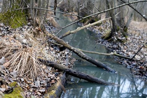 Swamp Screen Frame 的图像结果