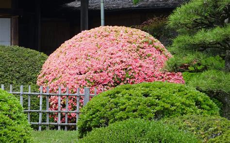 MITO AZALEA MATSURI (2025) All You Need to Know BEFORE You Go (with ...