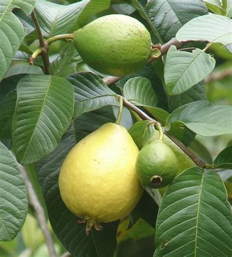 Image result for Lemon Guava Tree