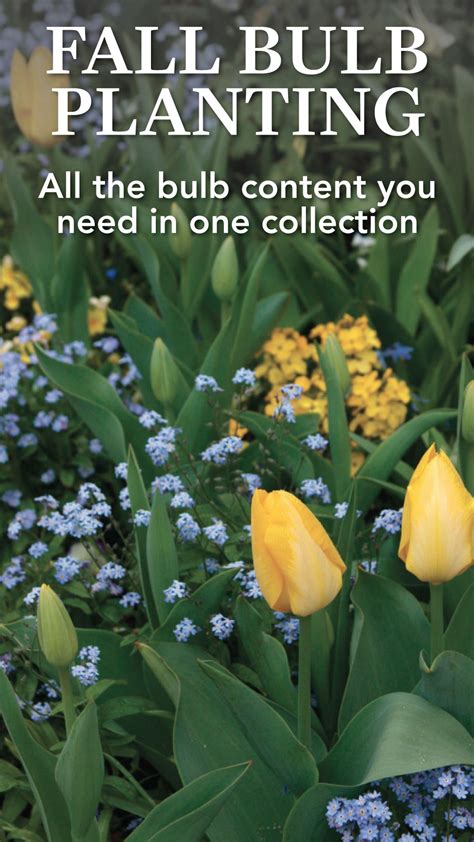 Fall Bulb Planting: Your Guide to a Stunning Spring Garden