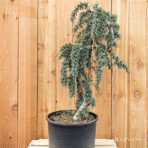 Cedrus a. Glauca Pendula Serpentine 6gal Weeping Blue Atlas Cedar ...