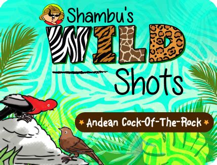 Andean Cock-of-the-Rock - Shambu's Wildshots - Tinkle