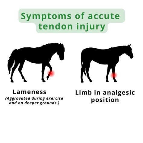 Uncovering Hidden Injuries Between The Lines Horse Injury