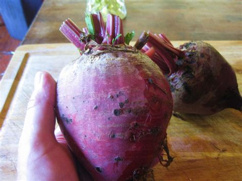 Freeze Beetroot: With This Trick, The Vegetables Will Keep For Months ...