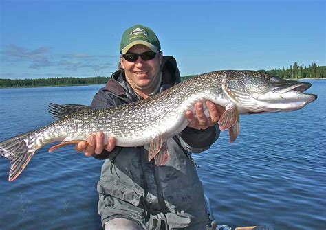 Fish Hunting 的图像结果