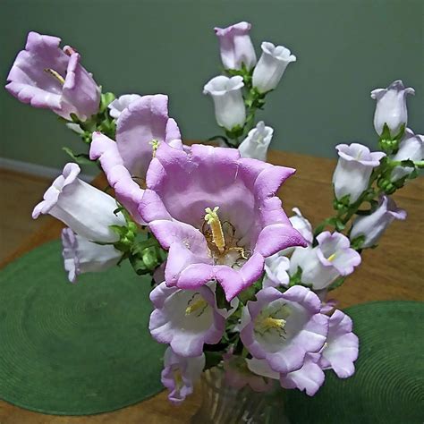 Canterbury Bells Flowers Growing Guide - Birds and Blooms
