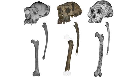 This ancient fossil could rewrite the story of human origins | ScienceDaily