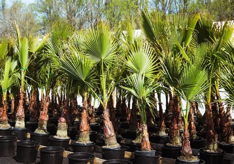Mexican Fan Palm Trees For Sale Online | The Tree Center