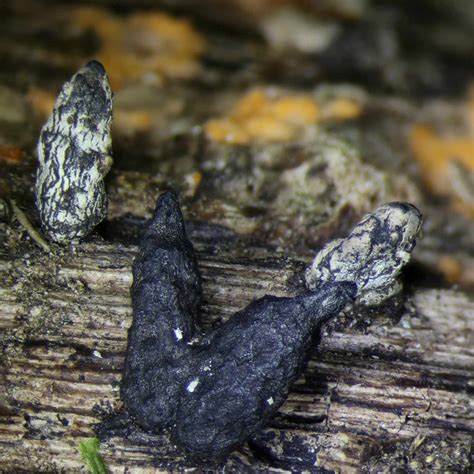 Xylaria cinerea