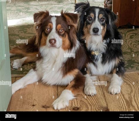Dark Red Tri Australian Shepherd
