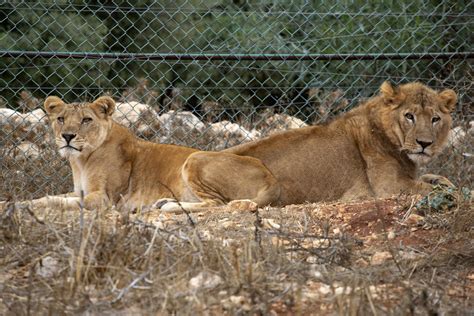 Rescue Lions Kandaka and Mansour - FOUR PAWS International - Animal ...