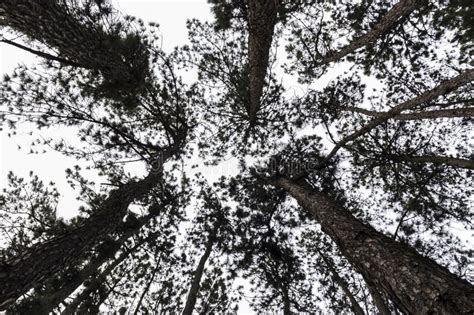 Carbon removal is the latest way to fight climate change — but will it take off in time to save the  Vector Art