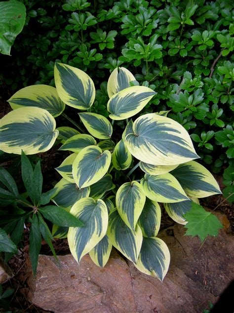Larger Hostas | CAROLYN'S SHADE GARDENS