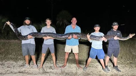 Image result for Big Burmese Python