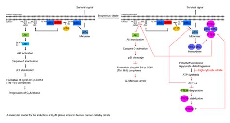 Citrate-Induced p85α–PTEN Complex Formation Causes G2/M Phase Arrest in ...