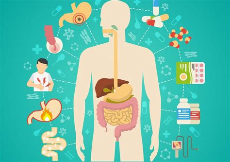 Image result for Digestive System Lecture