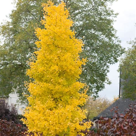 Columnar Gingko | Ginkgo biloba 'Menhir' - Roots Plants
