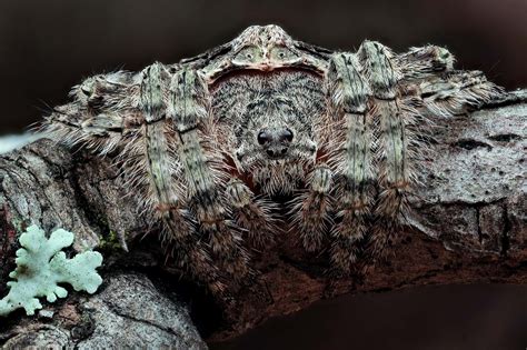 Dolophones conifera – Ausemade