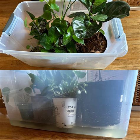 Am I bottom watering right? : r/houseplants
