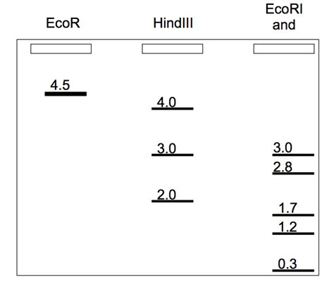 Solved A 9 kb plasmid has restriction sites for both EcoRI | Chegg.com