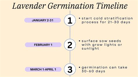How Long Does It Take for Lavender Seeds to Germinate? A Beginner's Guide