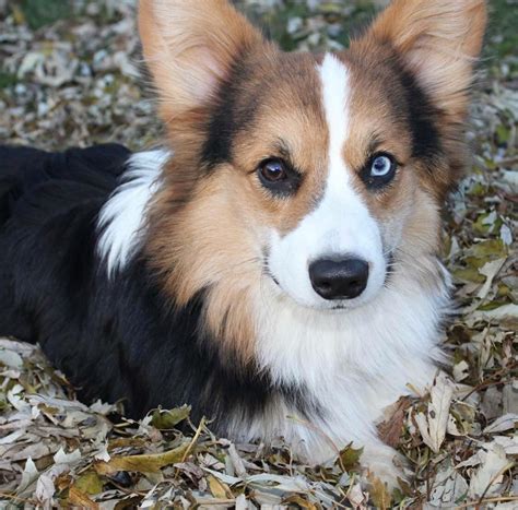 Rare Tri-Color Fluffy Pembroke Welsh Corgi