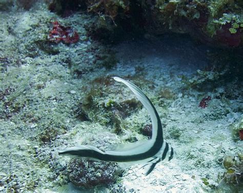 Marko's The Parrotfish Dive Center (Cozumel) - 2022 What to Know Before ...