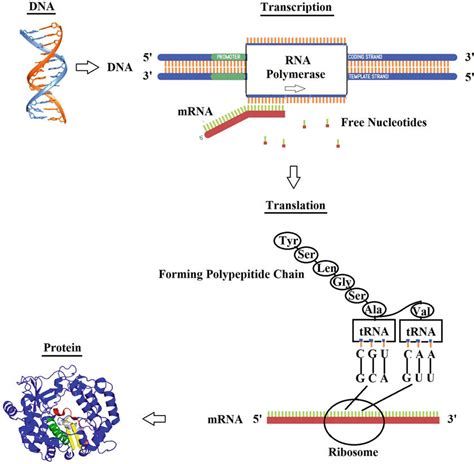 RNA Transcript Graph 的图像结果