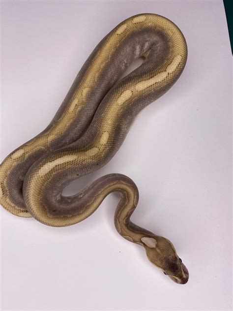 Image result for Super Bamboo Ball Python