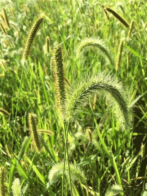 Foxtail Grass
