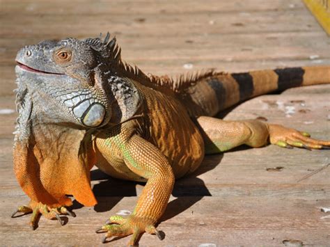 Iguana Attack 的图像结果