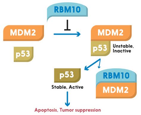 RBM10, a New Regulator of p53