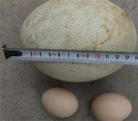 南韩恐龙蛋迷你蛋孵化恐龙蛋浸水大小恐龙玩具变形水泡膨胀套装-阿里巴巴